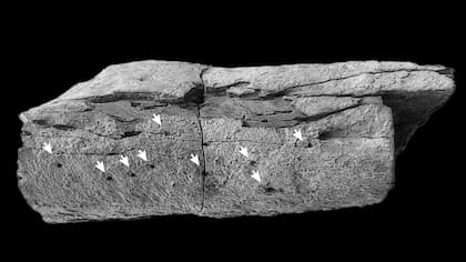 Estudio de los huesos del plesiosaurio permite observar la colonización