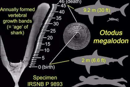 Estudio de vertebras de fósil de Megalodón reveló su tamaño al nacer