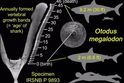 Estudio de vertebras de fósil de Megalodón reveló su tamaño al nacer