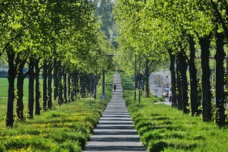 Estudio: los árboles contrarrestan la mitad del calor urbano mundial, pero no donde más se necesita