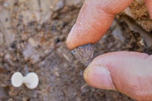 Estudio revela que los humanos usaban fuego hace 400.000 años, mucho antes de lo pensado