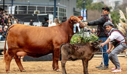 Eugenia, dijo el jurado en Palermo, que es "una vaca muy ancha de atrás, con muy buena costilla, que estaba criando un lindo ternero, muy buena ubre, muy femenina, con mucha clase”