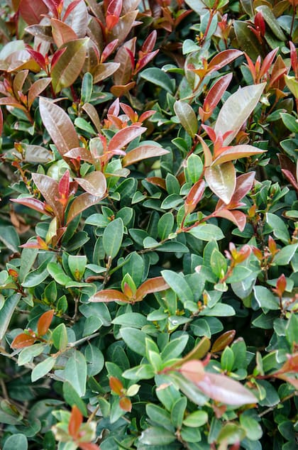 Eugenia es un arbusto muy utilizado para usar como cerco vivo ya que forma una pared vegetal compacta.