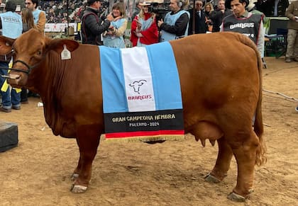 Eugenia se lució en la pista de Palermo y se consagró Gran Campeón Hembra de la raza Brangus