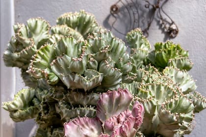 Euphorbia lactea monstruosa, una especie apta para amantes de las rarezas