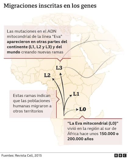 Eva mitocondrial: Las evidencias y controversias de “la madre de todas las mujeres”