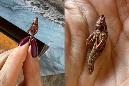 Evangelina Anderson mostró de cerca cómo son los chapulines