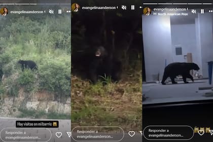 Evangelina Anderson mostró en redes sociales que un oso apareció en el barrio donde vive en México (Foto: Instagram @evangelinaanderson)