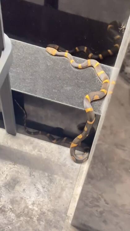 Evangelina Anderson se topó con una víbora en el patio de su casa en México