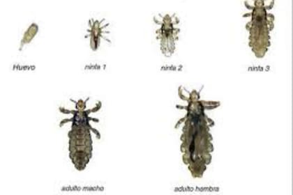 Evolución de un piojo