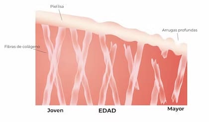 Evolución del colágeno en pieles jóvenes y envejecidas. Akarat Phasura/Shutterstock