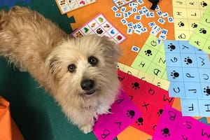 Ewok en su área de aprendizaje