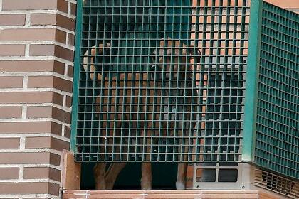 Excalibur está en el balcón del departamentos mientras la gente pide por él a unos metros