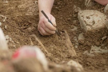 Excavar los frágiles huesos es un trabajo minucioso.