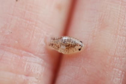 Excirolana chiltoni, un insecto que atemoriza a los bañistas de California