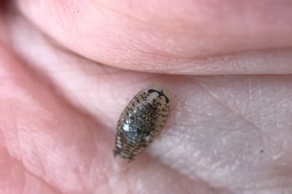 Excirolana chiltoni, un insecto que atemoriza a los bañistas de California