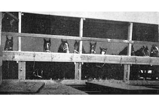 Un lejano conflicto bélico en el que se usaron caballos argentinos