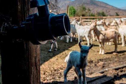 Para Rodrigo Mundaca, en Chile no hay sequía sino "saqueo"