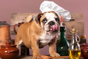 Existe el interrogante de si ciertos alimentos consumidos por humanos podrían beneficiar la salud de las mascotas