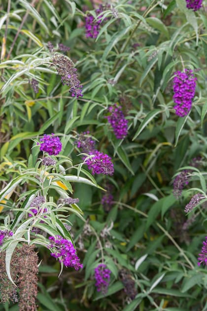 Existe una amplia variedad de tonos de budlejas, todos muy llamativos y atractivos