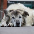 A qué edad envejece un perro