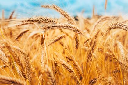 Existen 10.000 tipos de cereales que ofrecen un gran potencial para nuevos alimentos 
