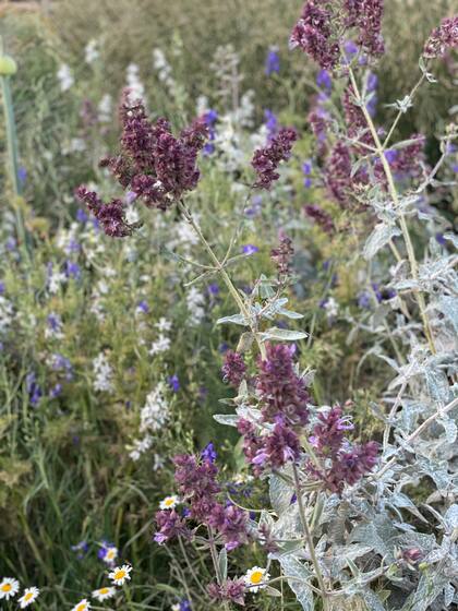 Existen casi mil especies del género Salvia y la hispánica pertenece a otro famoso superalimento, la semilla de chía.