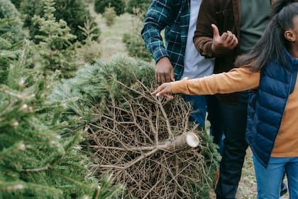 Existen diferentes maneras de reciclar un árbol natural (Pexels/AnyLane)