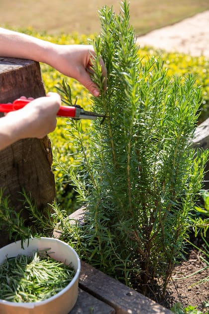 Existen diversas formas de utilizar esta planta, entre estas, cultivar romero en forma de seto