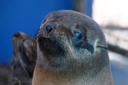 Existen grandes agrupaciones de lobos marinos en islas uruguayas como son la Isla de Lobos, Islas de Torres, e Islas de Castillo Grande, en el norte del estuario del Río de la Plata