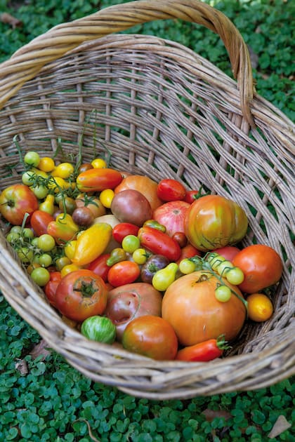 Existen más de 20.000 variedades de tomates, con formas, colores y aromas particulares. La mayoría son rojos, pero también hay amarillos, naranjas, púrpuras, verdes e incluso multicolores o rayados