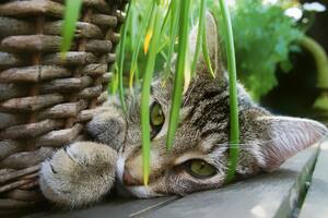 Existen más de 700 especies vegetales reconocidas como potencialmente tóxicas, tanto para humanos como para mascotas
