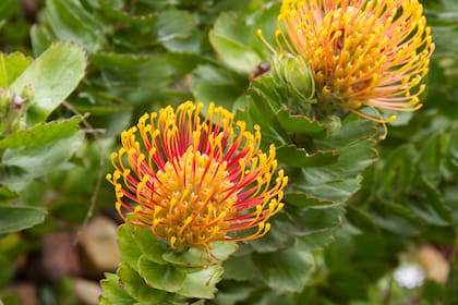 Existen más de cien variedades de proteas que crecen silvestre en todo el país.