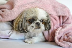 Existen opciones naturales para combatir este tipo de afección en las mascotas