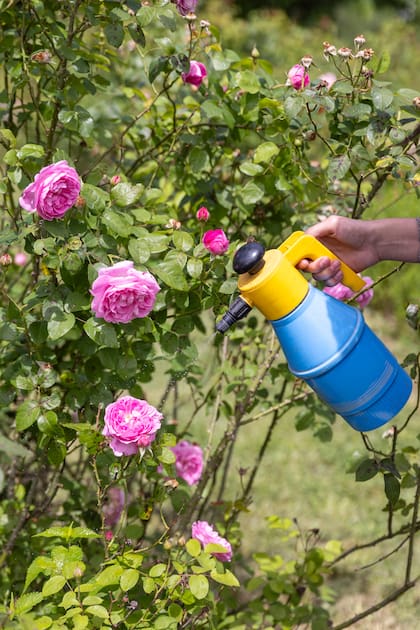 Existen opciones naturales y caseras para fertilizar las hojas, como extractos de algas, infusiones de ortiga o preparados a base de ceniza y melaza