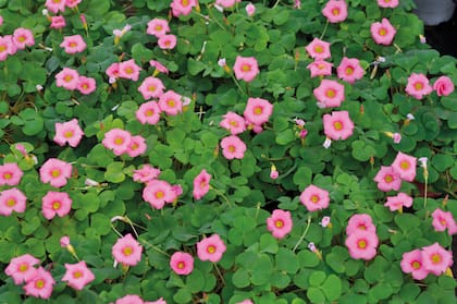 Existen plantas ideales para el invierno y otras que no, es importante conocer las particularidades de cada una de ellas