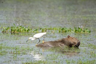 Una forma poco conocida de enfrentar el cambio climático