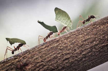 Existen tres sencillos trucos para eliminar las hormigas,