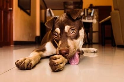 Existen varias causas que pueden provocar que tu perro tenga una mala alimentación (Foto: Jayson Lorenzo / Pexels)