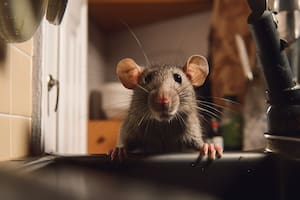 Cinco trucos naturales para alejarlos de tu casa de forma definitiva, sin veneno