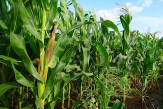 Existencias de maíz en EEUU siguen siendo abundantes: usda