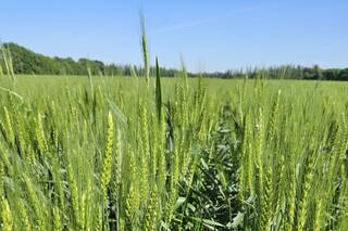 Expana prevé que cosecha de cereales de invierno 2026 de la UE se reduzca tras fuerte ciclo 2025