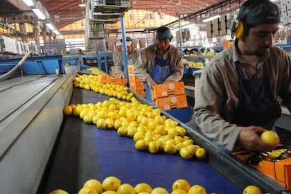 Crisis del limón: la silenciosa caída de una marca de la Argentina ante el mundo
