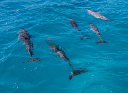 Expertos aseguran que los delfines generalmente nadan en grupos de máximo 30 miembros (Archivo)