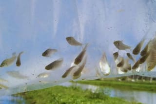 Por qué se evalúa cultivar peces y camarones para combatir a los mosquitos