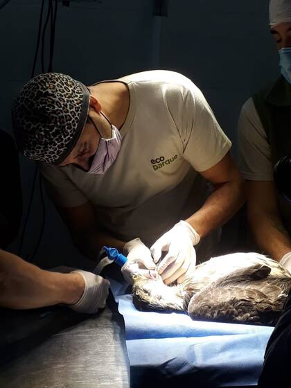 Expertos del Programa de Conservación y Rescate de Aves Rapaces (PCRAR), comandado por Andrés Capdevielle,
gerente de Conservación y Gestión de Fauna- Ecoparque BA, realizan la cirugía con éxito