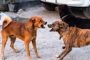 Cómo actuar si un perro quiere atacar al mío, según una especialista en comportamiento canino