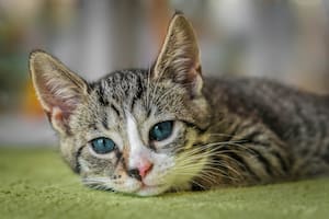 Expertos en veterinaria explicaron los motivos por los cuales bostezan los gatos