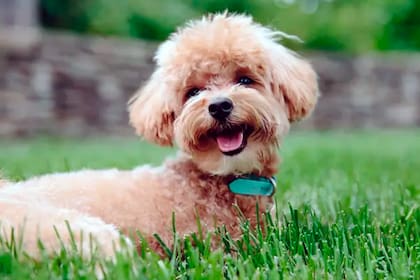 Expertos indicaron que los primeros seis meses de vida de un perro son cruciales para moldear su carácter