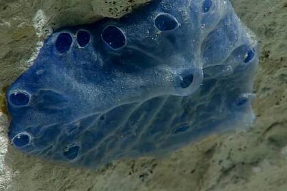 Exploración del océano, Voyage to the Ridge 2022